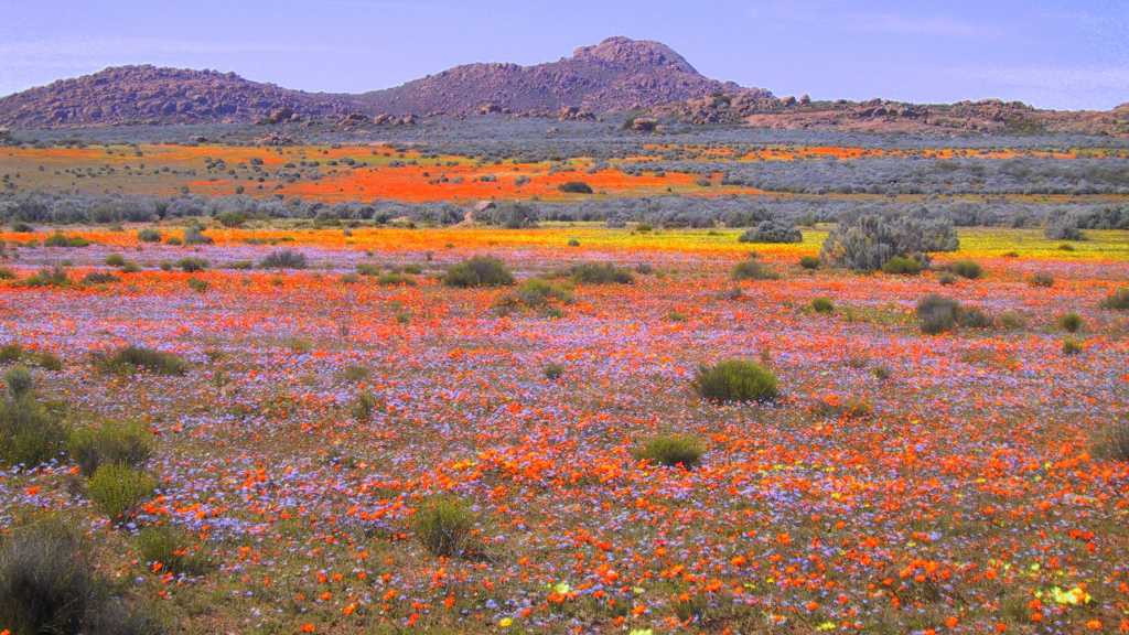 Namaqualand