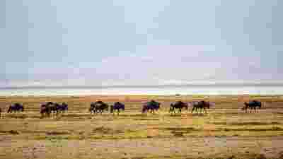 Kenya & Tanzania - du Mara au Ngorongoro
