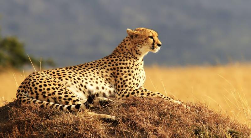 Combiné Kenya - Tanzanie&nbsp;: d'Amboseli au Serengeti