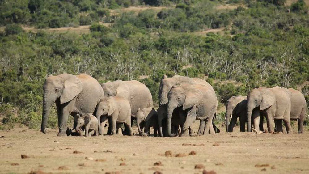 Parc national des Éléphants d'Addo