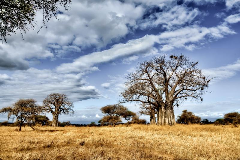 Évadez-vous dans le Kalahari : un voyage grandeur nature !