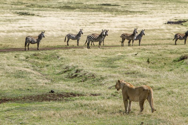 How to plan your next family trip to Africa?