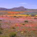 Namaqualand 2.jpg