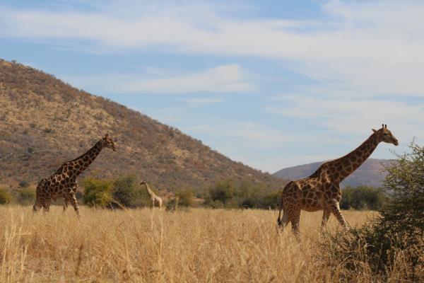 Pilanesberg Nature Reserve FD