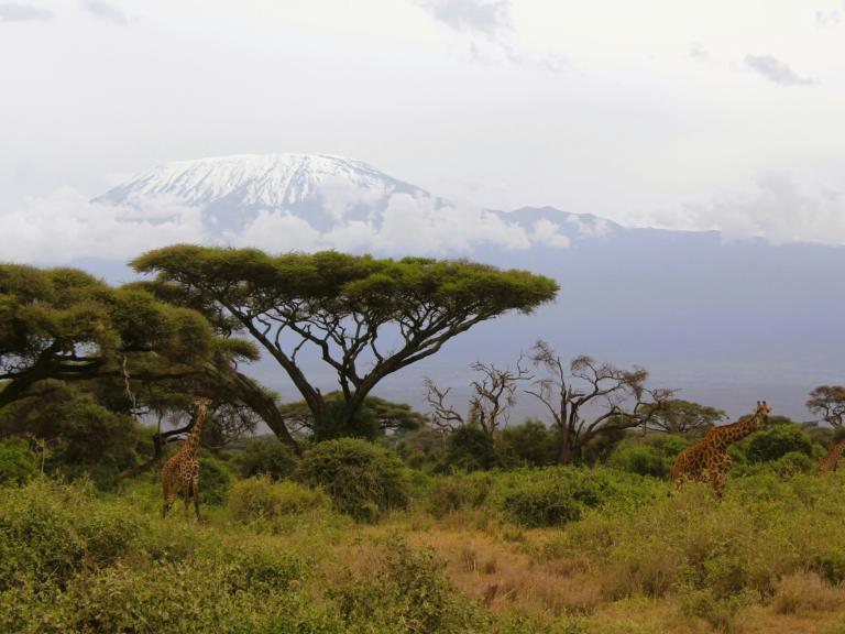 From Kilimanjaro to the Serengeti – 8 Days From Kilimanjaro to the Serengeti – 8 Days