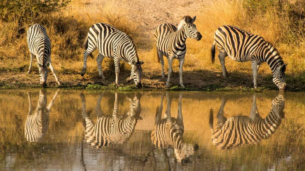 Sabi Sand Nature Reserve