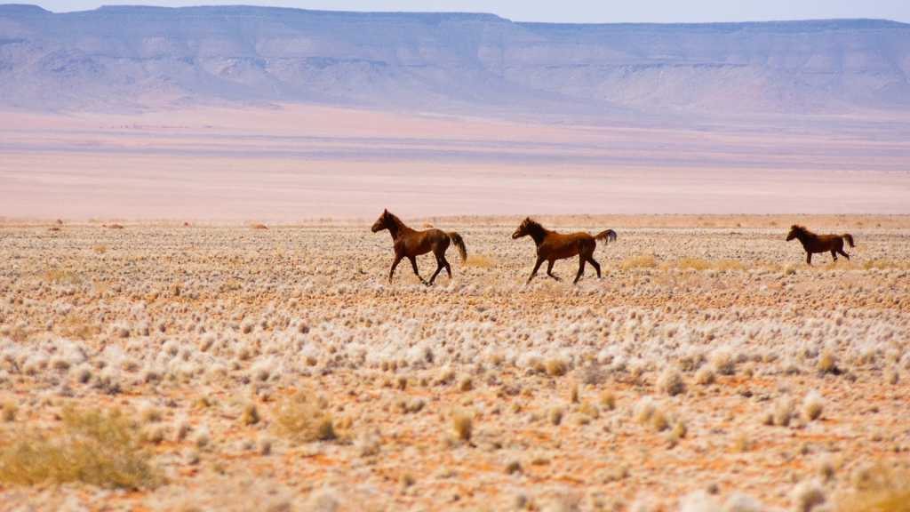 Aus et les chevaux sauvages du Namib