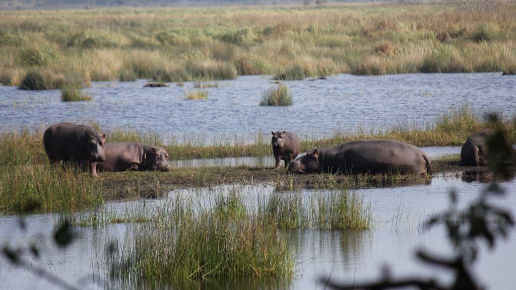 iSimangaliso Wetland Park / St Lucia