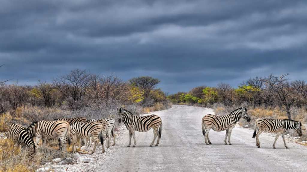 Etosha National Park