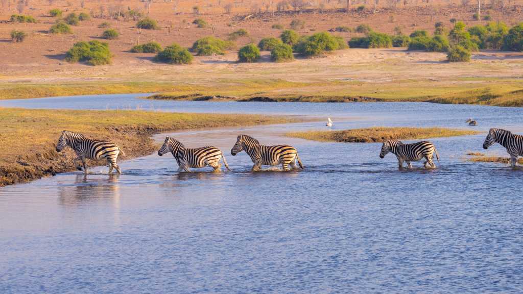 Moremi Game Reserve