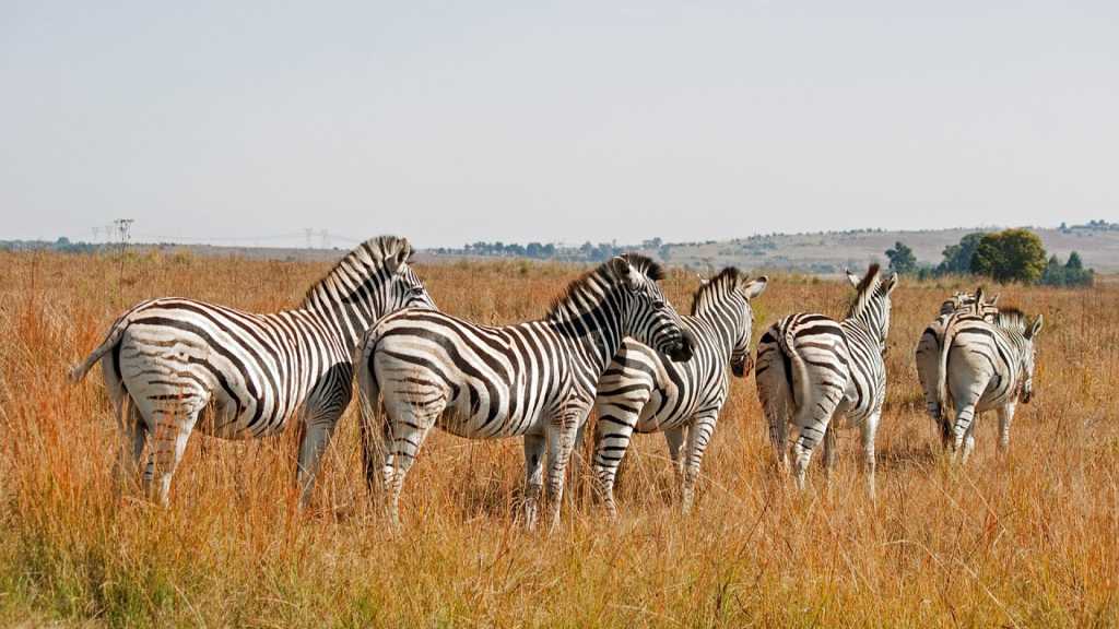 Mkhaya Game Reserve