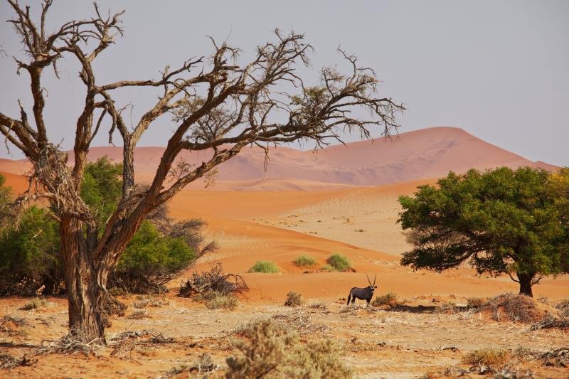 Évadez-vous dans le Kalahari : un voyage grandeur nature !