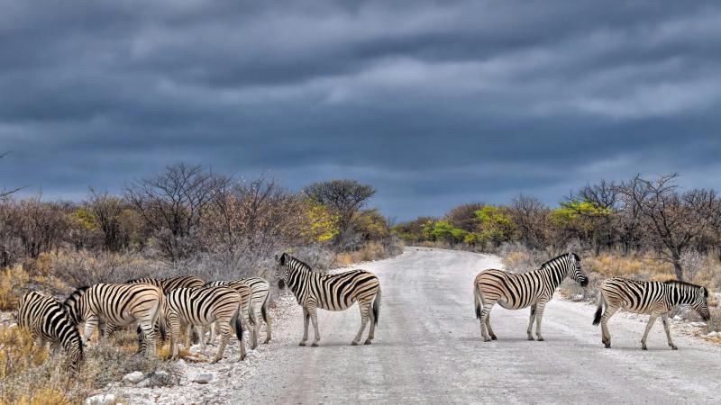 Les 5 destinations idéales pour votre safari photo en Afrique