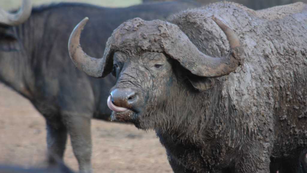 Le Parc National des Aberdares