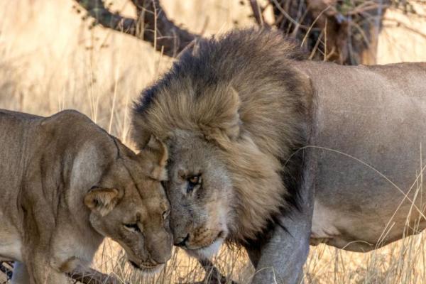 Discovery of South Africa