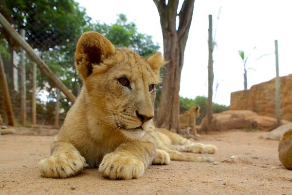 Lion and Safari Park HD