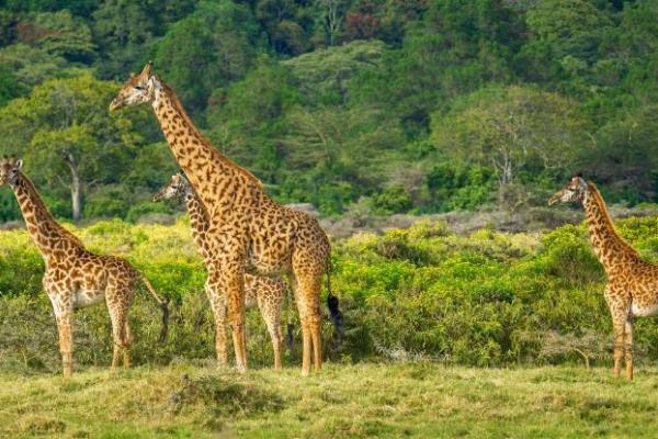 Kenya & Tanzania - from Amboseli to Serengeti