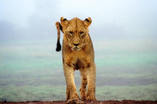 sergey-pesterev-QFJpwek20g4-unsplash (1) copy.jpg