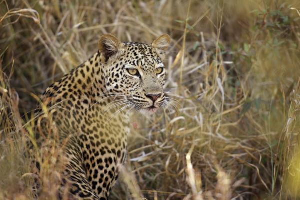 Botswana - de l'Okavango à Chobe