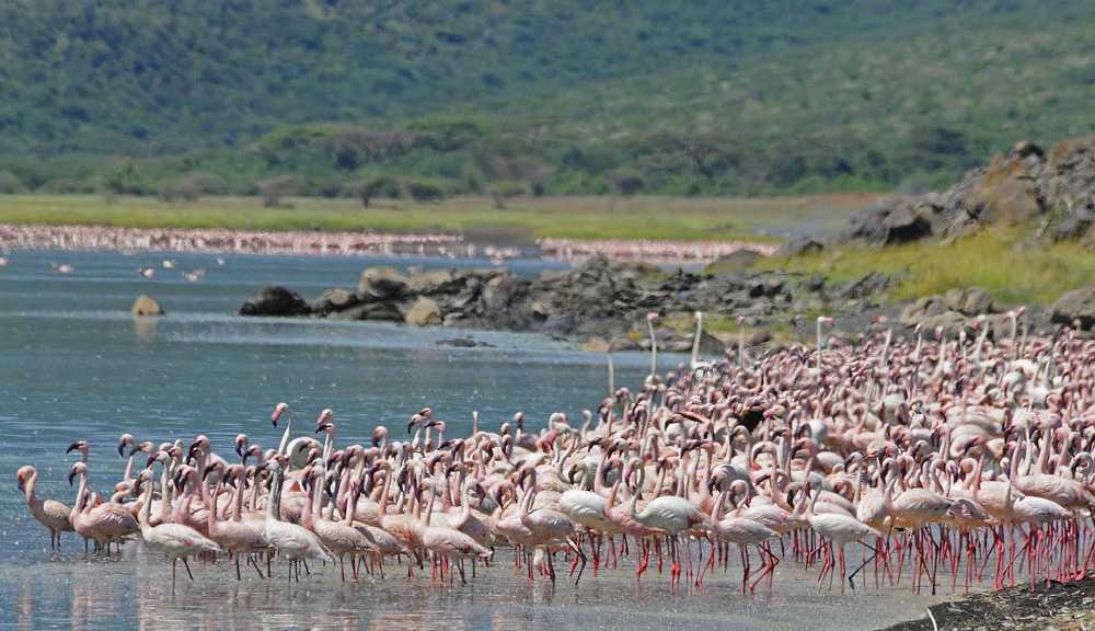 Lake Naivasha
