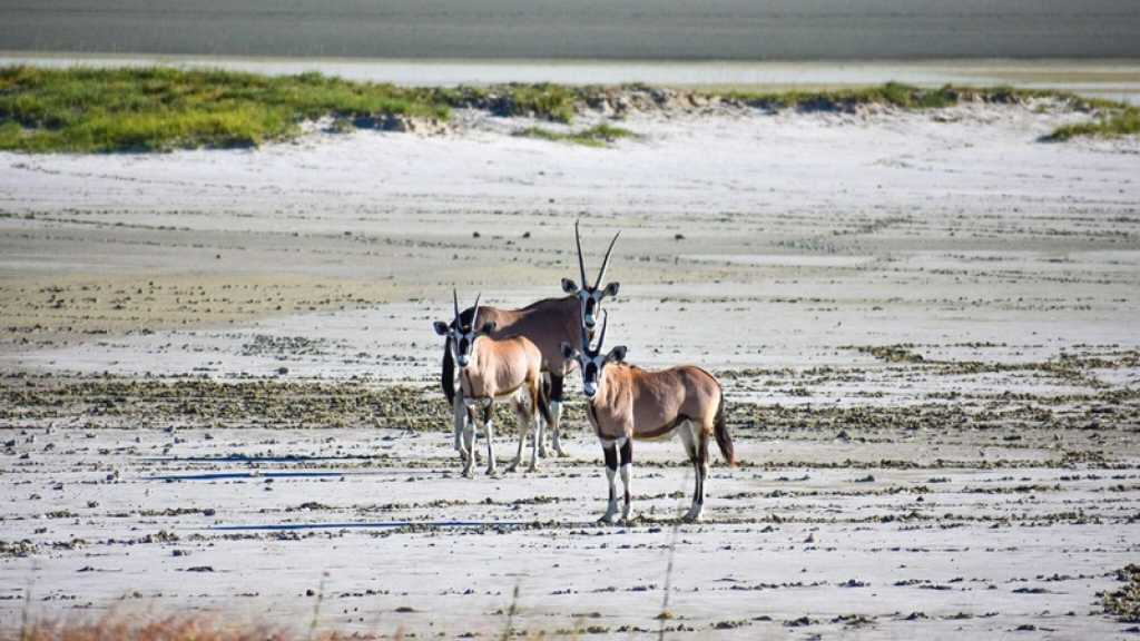 Réserve privée d'Ongava et réserve naturelle d'Epacha