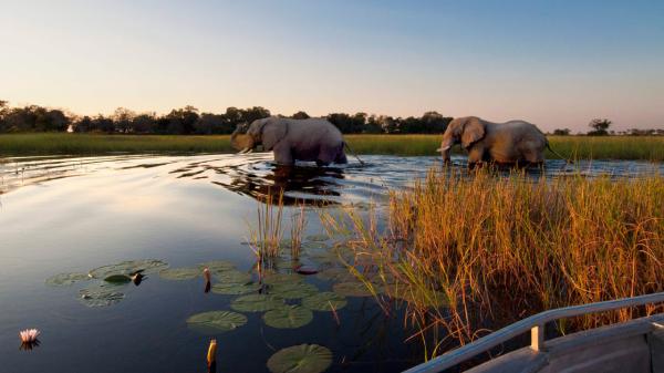 BOTOkavangoElephantsWalkingInDeltaRP.jpg