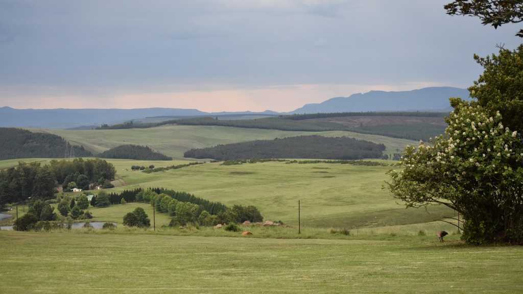 Pongola