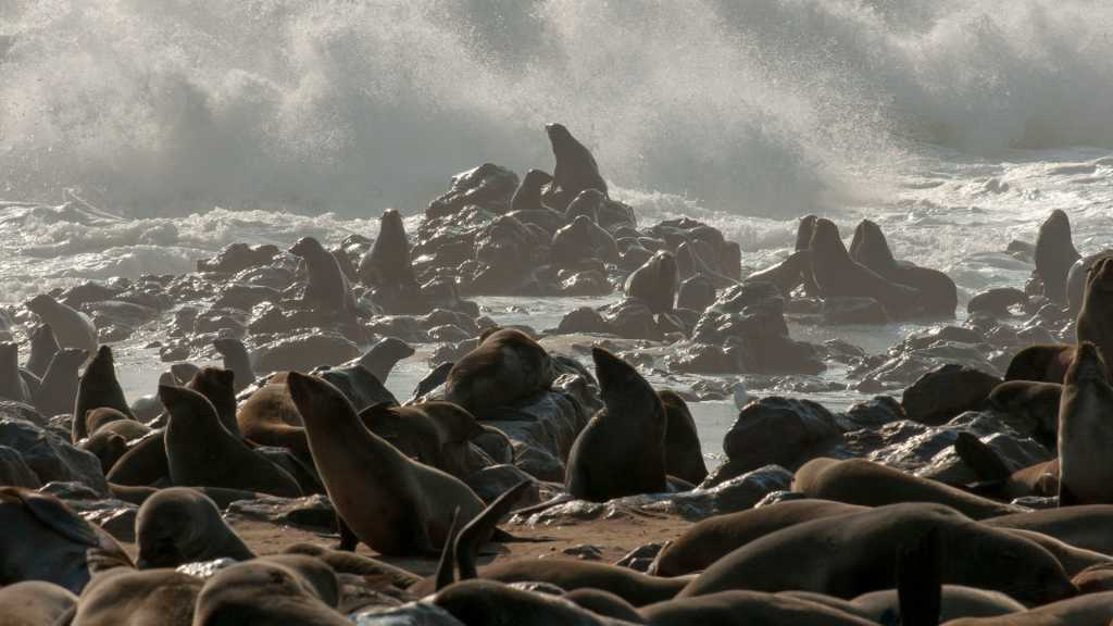 Cape Cross