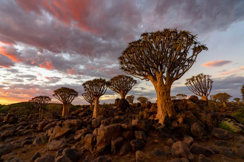Évadez-vous dans le Kalahari : un voyage grandeur nature !