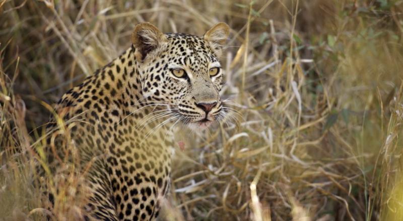 Botswana - de l'Okavango à Chobe