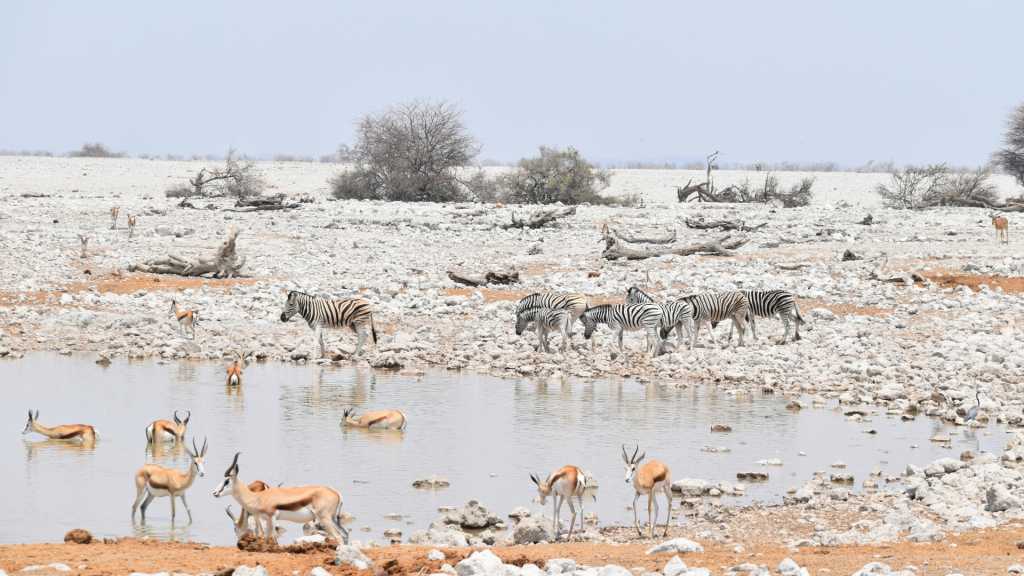 Réserve privée d'Onguma
