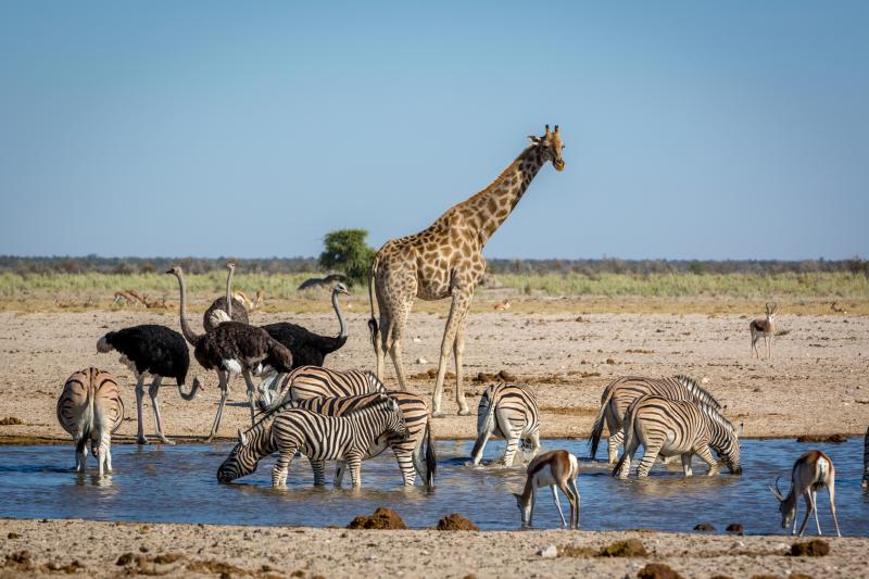 How to plan your next family trip to Africa?