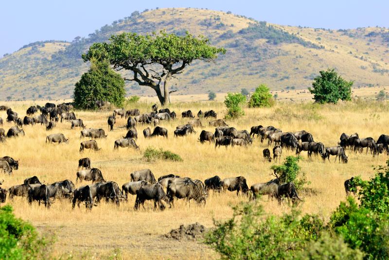 Les 5 destinations idéales pour votre safari photo en Afrique