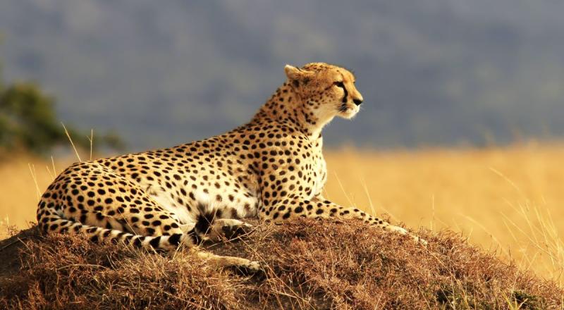 Combiné Kenya - Tanzanie&nbsp;: d'Amboseli au Serengeti