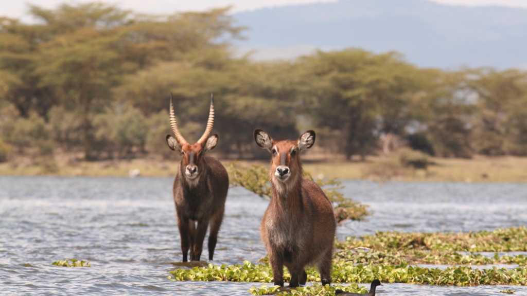 Le Lac Nakuru