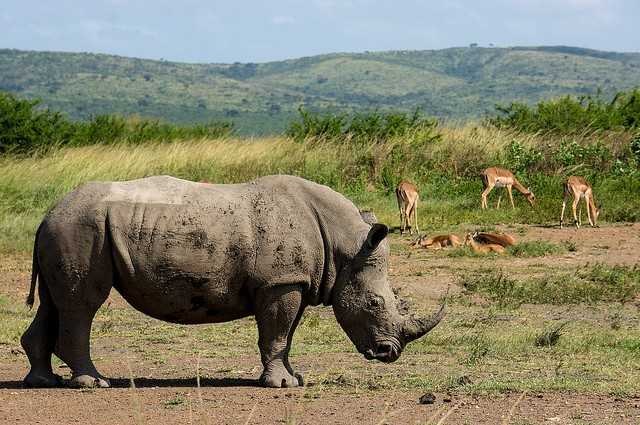 Réserve de Hluhluwe