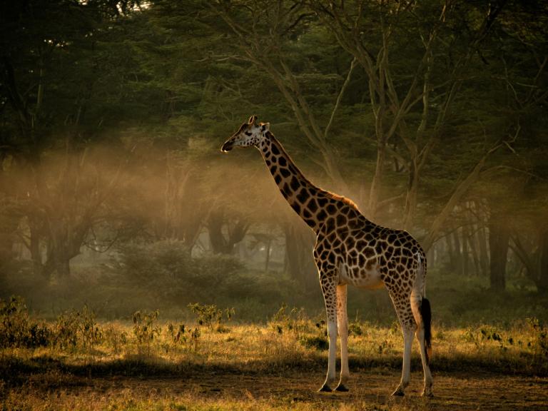Hidden Kenya & Indian Ocean Beaches,12 Days