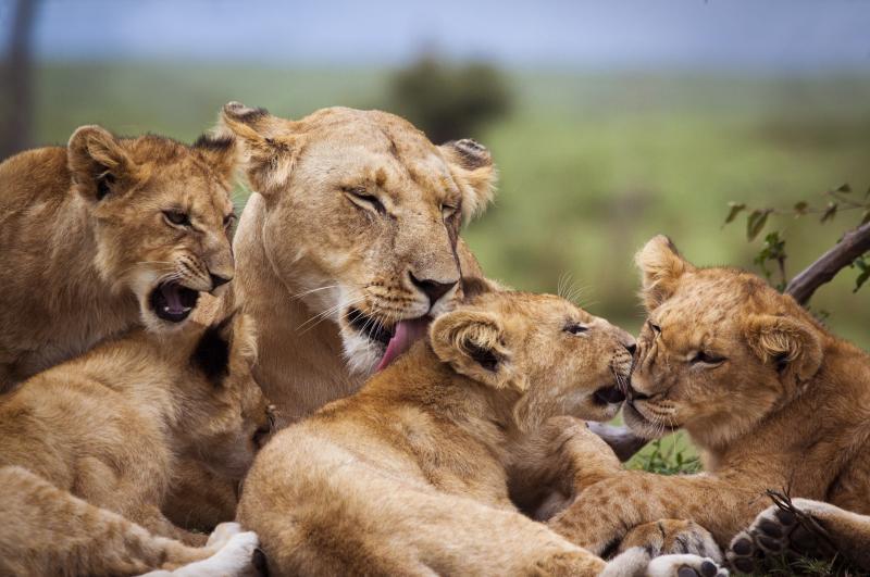 Les 5 destinations idéales pour votre safari photo en Afrique