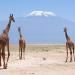 Amboseli.jpg