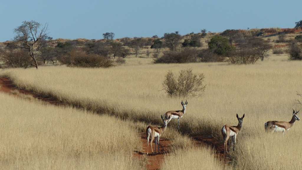 GocheGanas Nature Reserve 