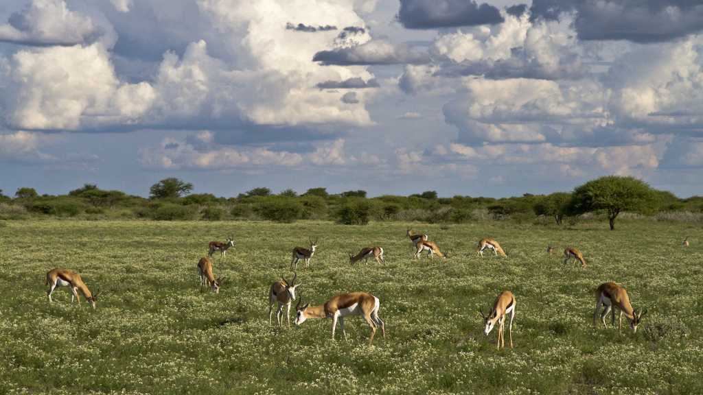 Central Kalahari