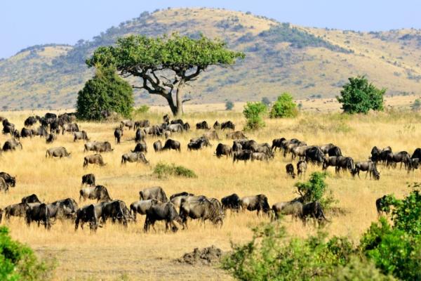 Kenya & Tanzanie - from Mara to Serengeti