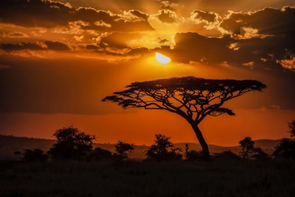 mesmerizing-view-silhouette-tree-savanna-plains-sunset.jpg