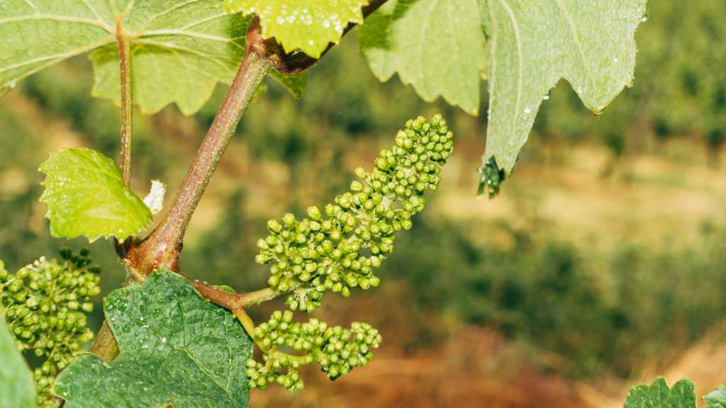 Neuras Wine Estate