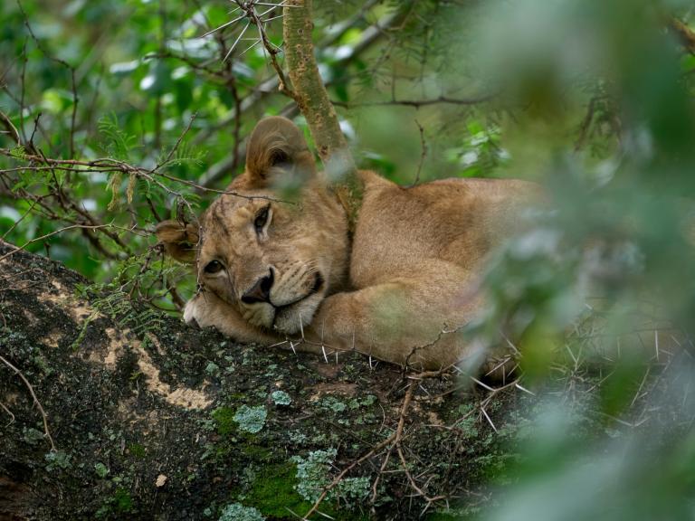 Essential Tanzania & Zanzibar – 10 Day Essential Tanzania & Zanzibar – 10 Day