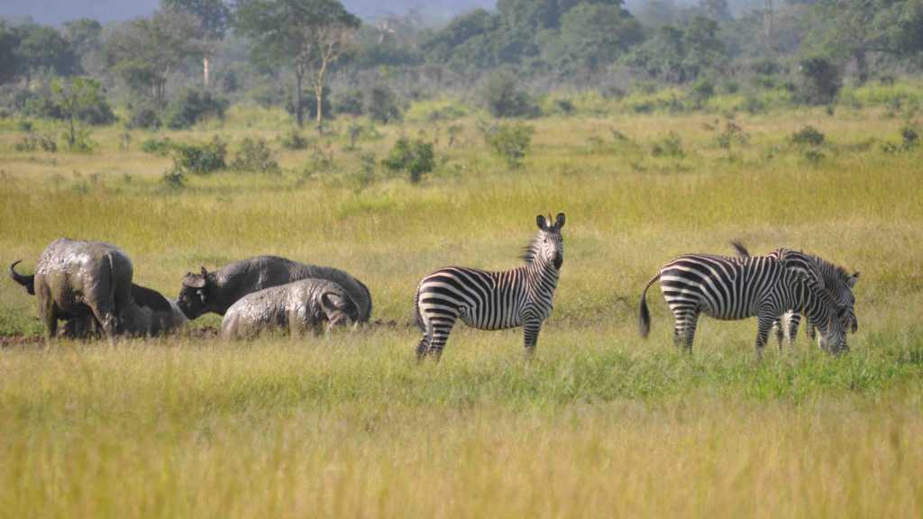 Le Parc National de Mikumi