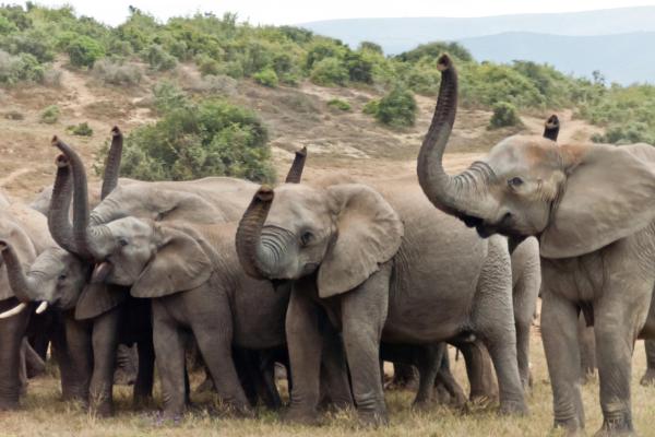 South African Patchwork 