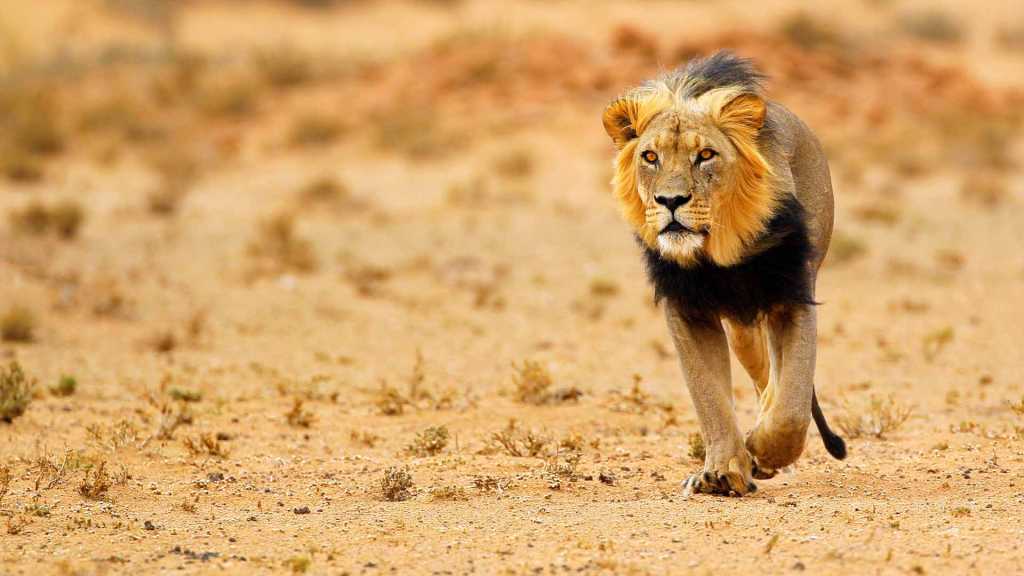 Kgalagadi Transfrontier Park