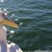 Pelican Walvis Bay.jpg