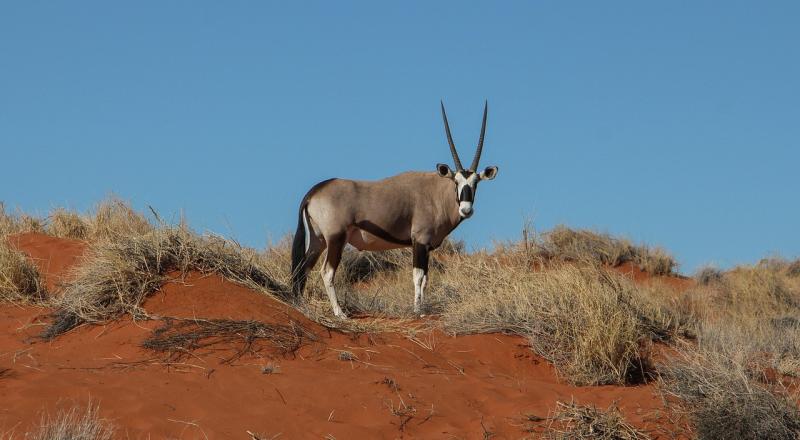 La Route Namibienne